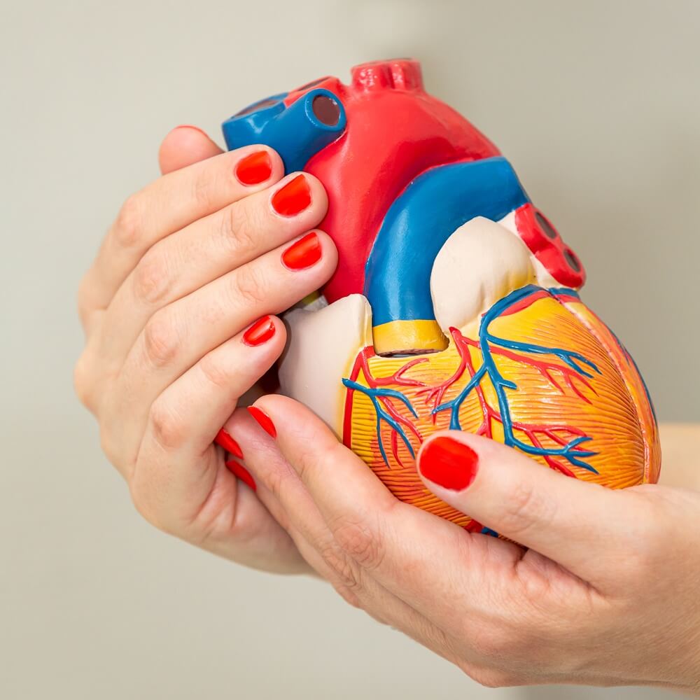 Eine Person h&auml;lt ein Modell eines echten Herzen in den H&auml;nden.